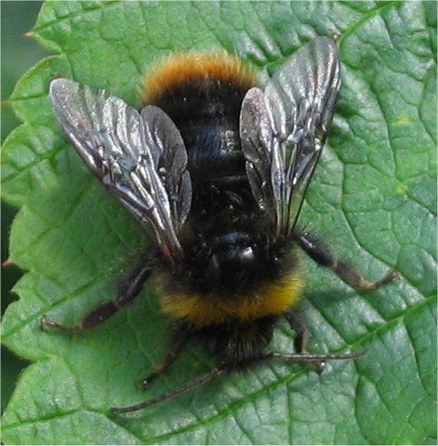 Bombus lapidarius